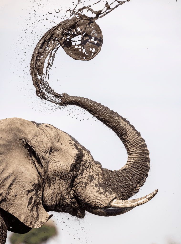 Na zdjęciu przedstawiony został słoń, który dynamicznie pryska błotem, unosząc je łukiem nad swoim ciałem. W powietrzu zawisły drobiny i bryłki, uchwycone w ruchu.