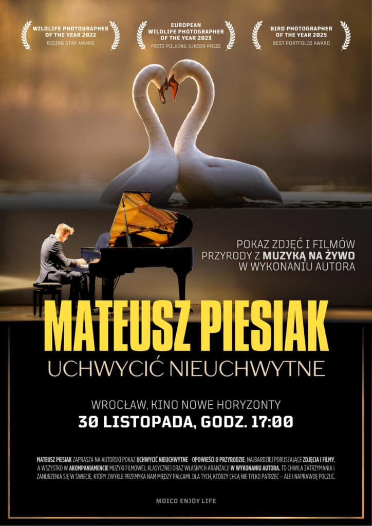 Na zdjęciu przedstawiono plakat, na którym dwa łabędzie splatają szyje w kształt serca. Poniżej Mateusz Piesiak gra na fortepianie. Zdjęcie łączy w sobie harmonię przyrody i ekspresję muzyki, zapowiadając emocjonalne, wielozmysłowe doświadczenie.